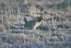 Tympanuchus pallidicinctus