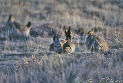 Tympanuchus pallidicinctus