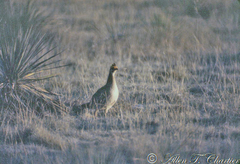 Tympanuchus pallidicinctus