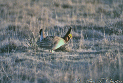 Tympanuchus pallidicinctus