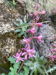Delphinium purpusii