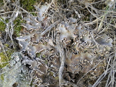 Peltigera monticola
