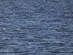 Mergus merganser