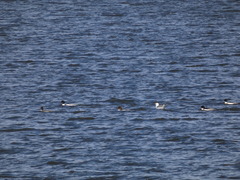 Mergus merganser
