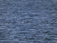 Mergus merganser