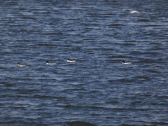 Mergus merganser