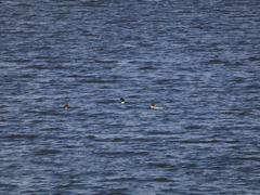 Mergus merganser