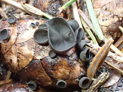 Piceomphale bulgarioides