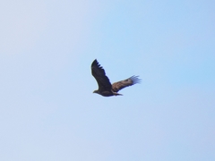 Haliaeetus albicilla