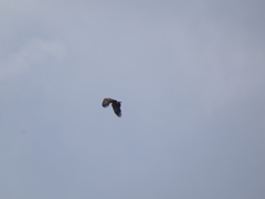 Haliaeetus albicilla