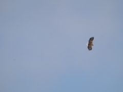 Haliaeetus albicilla