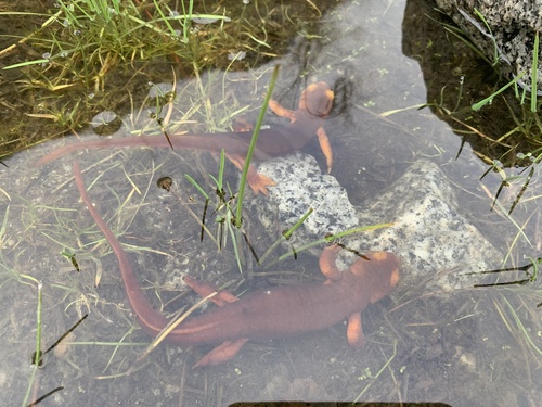 iNaturalist observation photo of Sierra Newt