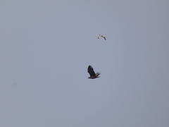 Haliaeetus albicilla