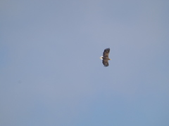 Haliaeetus albicilla