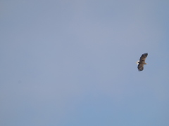 Haliaeetus albicilla