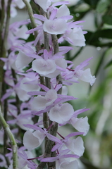 Dendrobium polyanthum