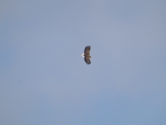 Haliaeetus albicilla