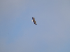 Haliaeetus albicilla