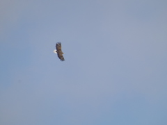 Haliaeetus albicilla