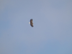 Haliaeetus albicilla