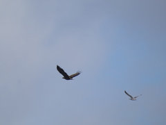 Haliaeetus albicilla