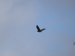 Haliaeetus albicilla