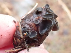 Piceomphale bulgarioides