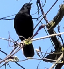 Corvus