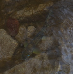 Salmo trutta