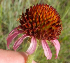 Echinacea atrorubens
