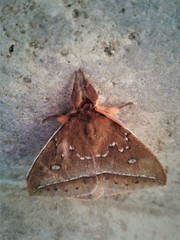 Catacantha ferruginea