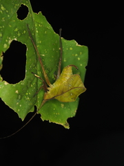Typophyllum inflatum