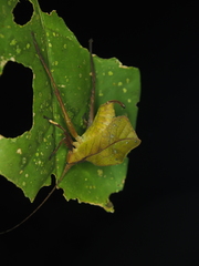 Typophyllum inflatum