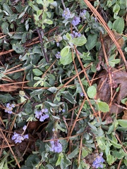 Ceanothus diversifolius