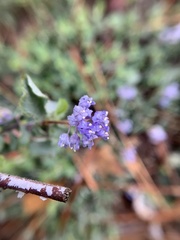 Ceanothus diversifolius