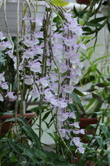 Dendrobium polyanthum