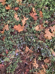 Ceanothus diversifolius