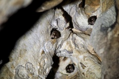 Aselliscus stoliczkanus