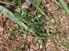 Bituminaria morisiana