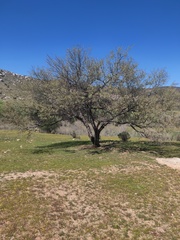 Senegalia polyphylla