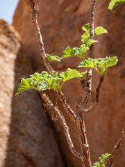 Obetia carruthersiana