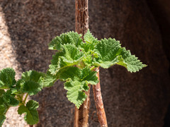 Obetia carruthersiana
