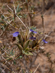 Blepharis gigantea