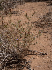 Blepharis gigantea