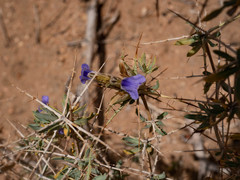 Blepharis gigantea