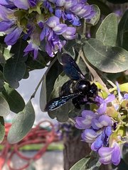 Xylocopa