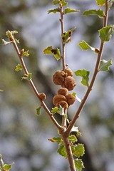 Quercus × alvordiana