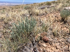 Neokochia americana