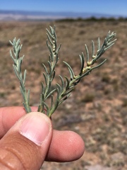 Neokochia americana