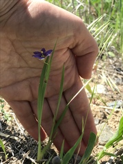 Sisyrinchium montanum